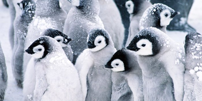 1920x1080 280+ Penguin HD Wallpapers and Backgrounds