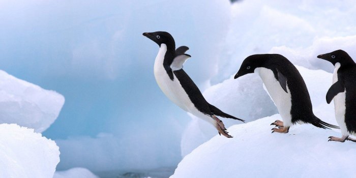 1920x1080 Penguin Wallpapers