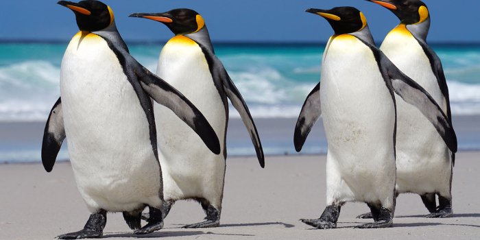 1366x820 Penguin Wallpaper | Marmalade Art