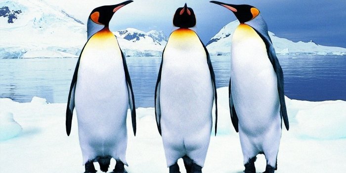 1920x1080 28 Penguin Wallpapers - Wallpaperboat