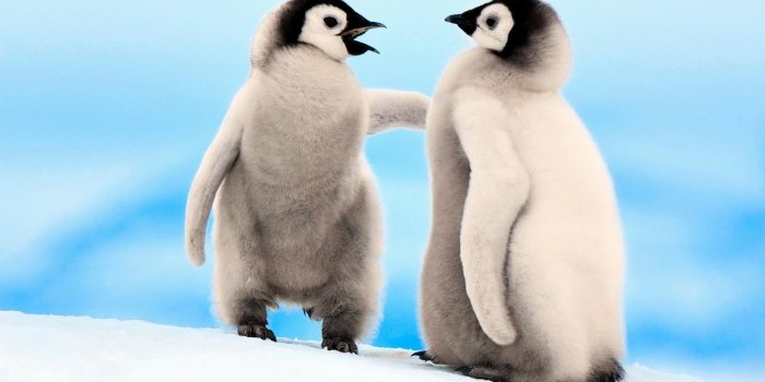 1920x1080 30+ Emperor Penguin HD Wallpapers and Backgrounds