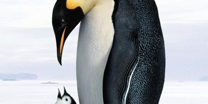 1536x2732 Penguin Phone Wallpapers - Top Free Penguin Phone Backgrounds -  WallpaperAccess