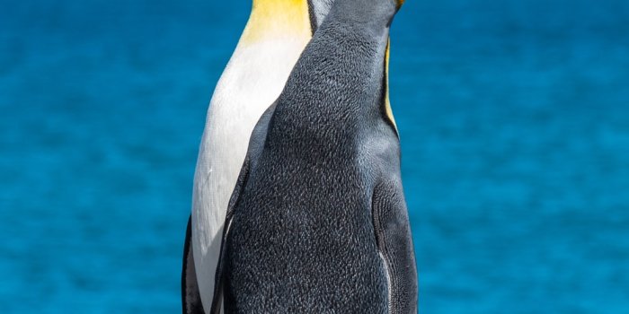 1000x1498 500+ Best Penguin Pictures [HD] | Download Free Images on Unsplash