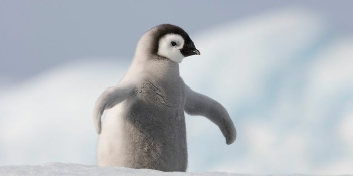 1920x1200 46+ Baby Penguin Wallpapers: HD, 4K, 5K for PC and Mobile | Download free  images for iPhone, Android