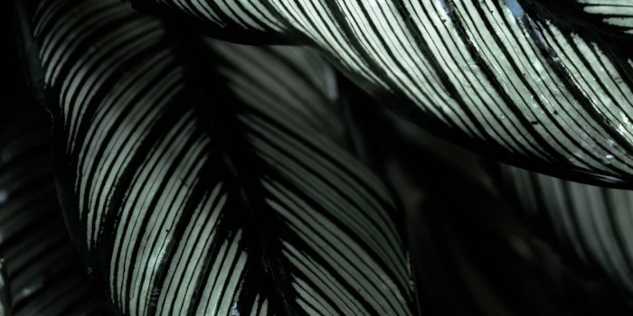 1242x2688 gray and black leafed plants iPhone X Wallpapers Free Download