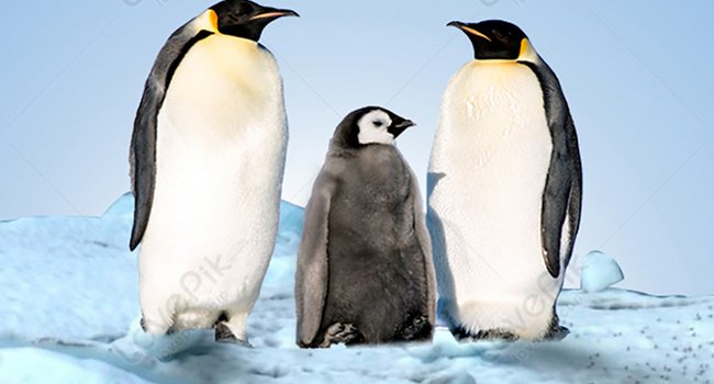 650x1407 Penguin Cell Phone Wallpaper Background Images Free Download on Lovepik |  400303060