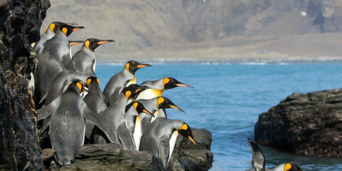 1000x1345 Penguins Pictures | Download Free Images on Unsplash