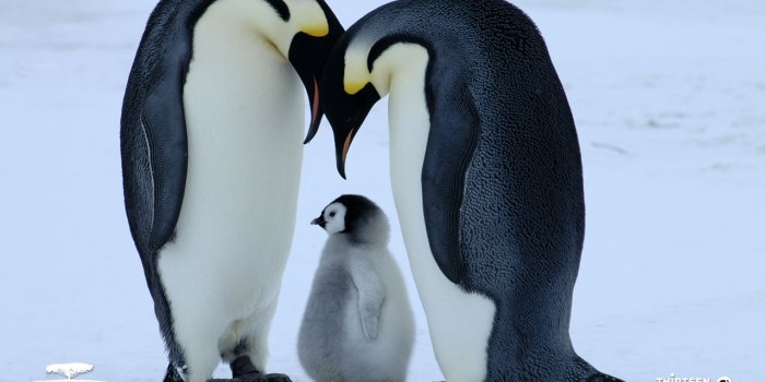 1280x800 44+] Penguin Background Wallpaper on WallpaperSafari