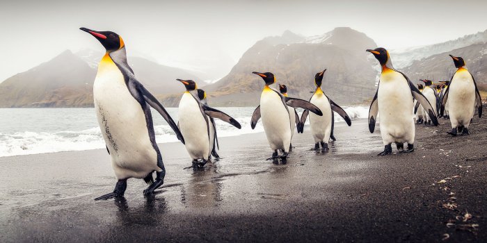 2000x1272 10+ King Penguin HD Wallpapers and Backgrounds