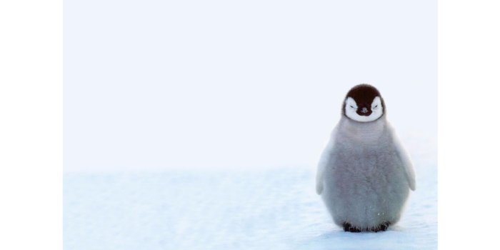 3840x2160 Penguin 4K wallpapers for your desktop or mobile screen free and easy to  download