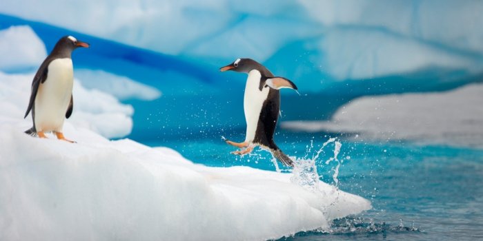 1280x720 Penguin Jumping Ultra HD Desktop Background Wallpaper for 4K UHD TV : Multi  Display, Dual Monitor : Tablet : Smartphone