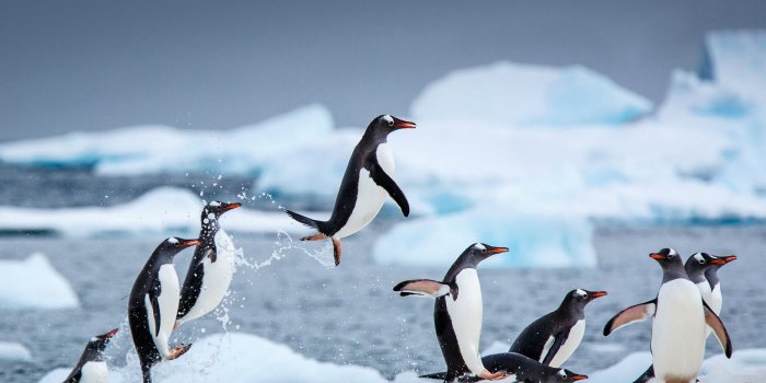 1920x1080 Penguin Wallpapers - Top 25 Penguin Backgrounds, Images & Photos