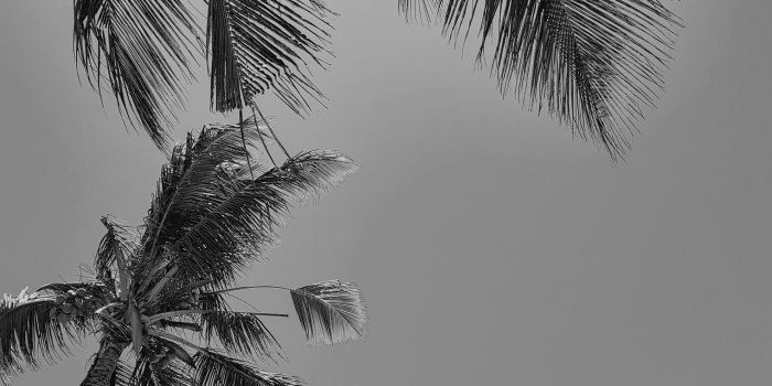 1520x2027 40 Stunning Black and White iPhone Wallpaper Backgrounds For Free |