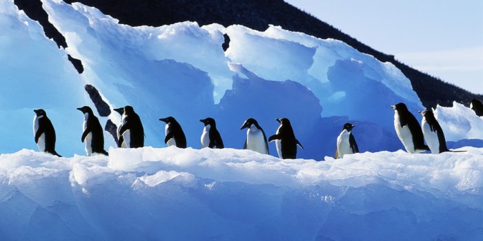 1920x1080 Free Penguin Backgrounds Download - PixelsTalk.Net