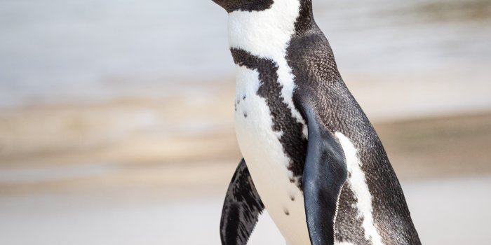 3888x5184 323+ Best Free Penguin Stock Photos & Images · 100% Royalty-Free HD  Downloads