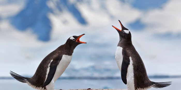 1332x850 Wallpaper bird, pair, Antarctica, gentoo penguin images for desktop,  section животные - download