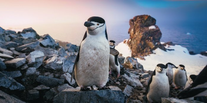 2048x1478 Chinstrap Penguin, HD Animals, 4k Wallpapers, Images, Backgrounds, Photos  and Pictures