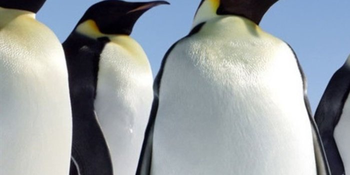 1080x1920 Penguin Wallpapers - Top Best Penguin Backgrounds Download [ 35 + HD ]