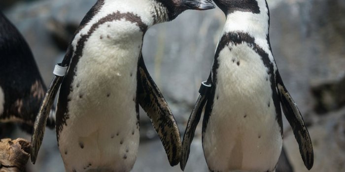 1280x1024 African penguin wallpaper from the Monterey Bay Aquarium