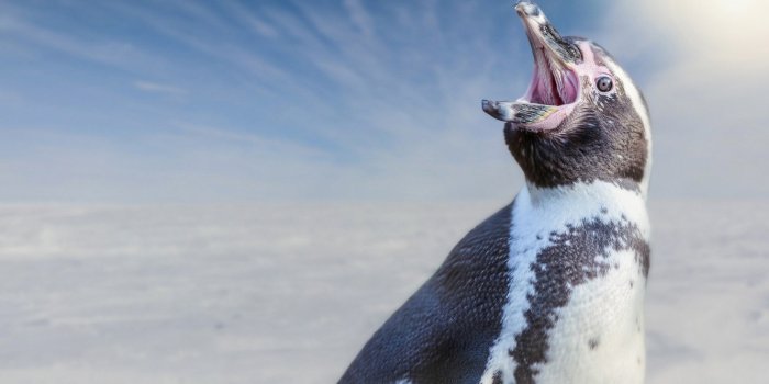 1332x850 Wallpaper background, bird, penguin, Humboldt Penguin images for desktop,  section животные - download