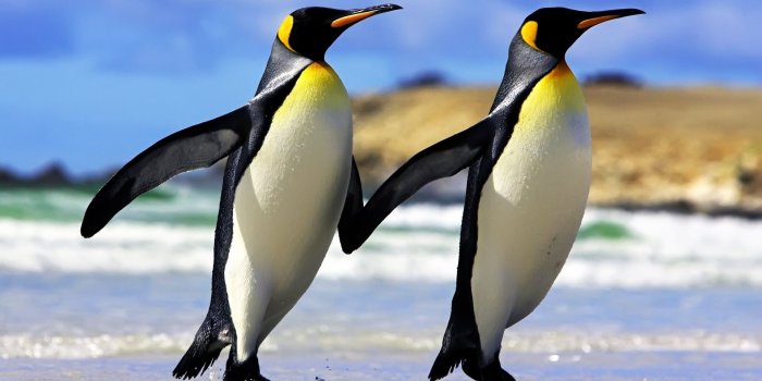 1920x1080 2 Emperor Penguins Wallpaper - Penguins Wallpaper (36797321) - Fanpop