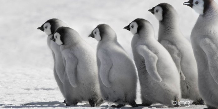 1920x1080 Penguins Wallpapers - Broken Panda