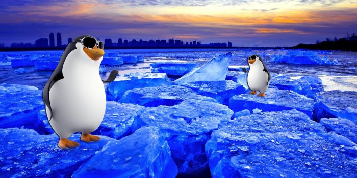 1920x1080 Penguin HD Desktop Wallpaper 31699 - Baltana