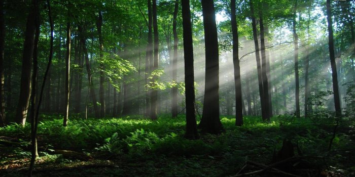 1920x1080 Woods Wallpapers - Top Free Woods Backgrounds - WallpaperAccess