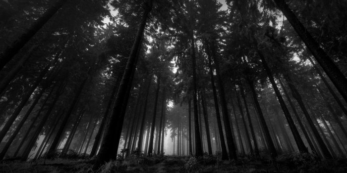 1920x1200 Dark Woods 8K Wallpapers - Top Free Dark Woods 8K Backgrounds -  WallpaperAccess
