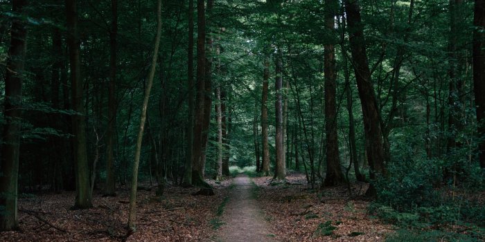 5120x3200 Walking In The Woods Ultra HD Desktop Background Wallpaper for : Widescreen  & UltraWide Desktop & Laptop : Multi Display, Dual Monitor : Tablet :  Smartphone