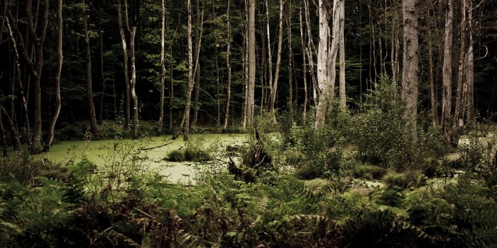 2560x1600 75+] Dark Woods Wallpaper on WallpaperSafari