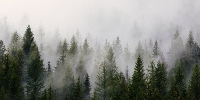 1800x1125 Foggy Woods Wallpapers - Top Free Foggy Woods Backgrounds - WallpaperAccess