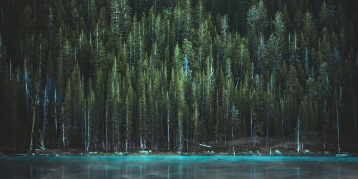 1280x720 Into The Woods | Wallpaper Engine