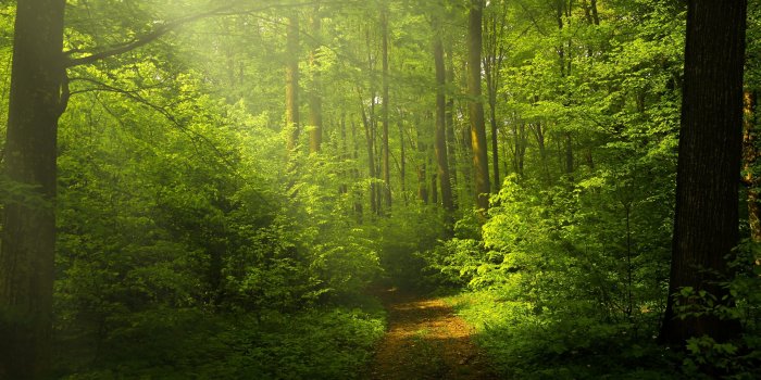 3440x1440 Green Forest Wallpaper 4K, Woods, Trails, Pathway, Sun rays, Glade,  Scenery, Nature, #5696