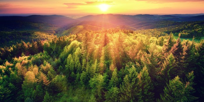 3840x2160 Woods 4K wallpapers for your desktop or mobile screen free and easy to  download