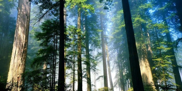 1280x804 Aero woods wallpapers | Aero woods stock photos