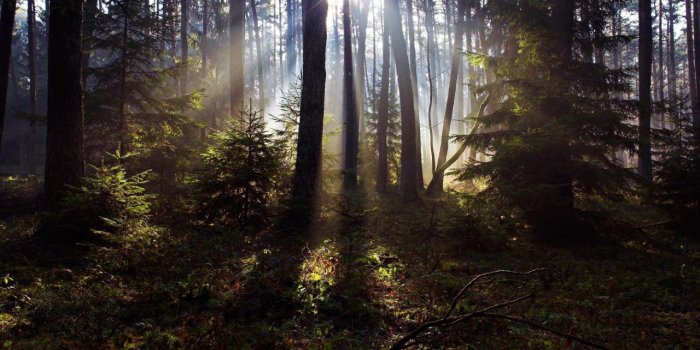 1280x720 74+] Woods Background on WallpaperSafari