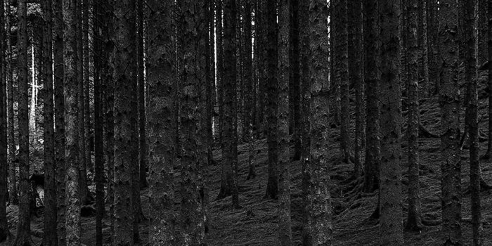 1242x2208 iPhone11papers.com | iPhone11 wallpaper | na50-in-wood -forest-mountain-nature-dark-bw