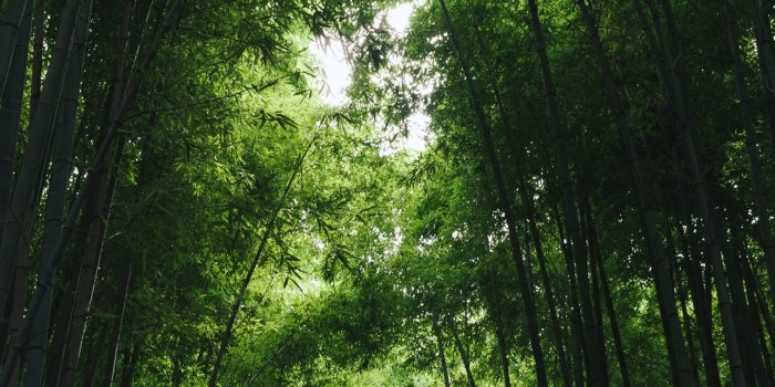 1284x2778 Best Wood iPhone HD Wallpapers - iLikeWallpaper