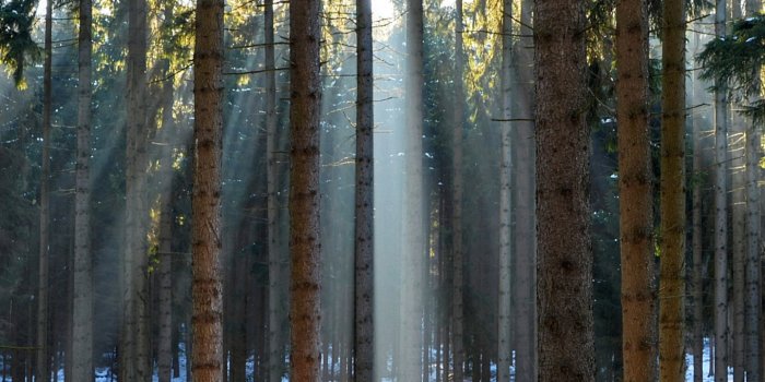 1440x2560 Wallpaper Pines, 5k, 4k wallpaper, wood, sunlight, sunrise, Nature #5294