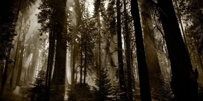 2560x1600 Dark Woods Backgrounds - PixelsTalk.Net