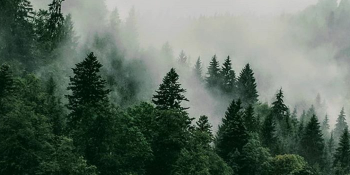 720x1280 Pin de Rosey Mucklestone en Nature pic | Fondos de pantalla bosques, Fondos  bosque, Estética verde oscuro