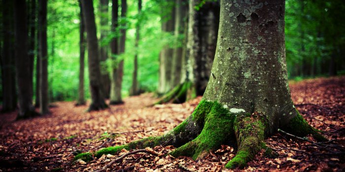 2560x1600 Free download Woods HD desktop wallpaper High Definition Fullscreen  [2560x1600] for your Desktop, Mobile & Tablet | Explore 69+ Woods Wallpapers  | Reclaimed Wood Wallpaper, Reclaimed Wood Wallpaper Textured, Wallpaper  That Looks Like Wood