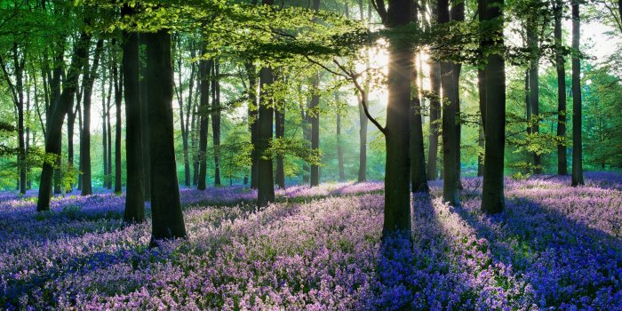 5120x2880 Lavender Flowers Forest Nature Scenery 4K Wallpaper #6