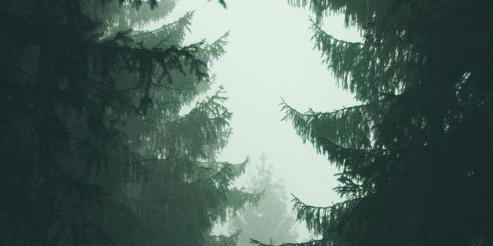 1125x2436 iPhoneXpapers.com | iPhone X wallpaper | ni89-wood-tree-simple-nature-green