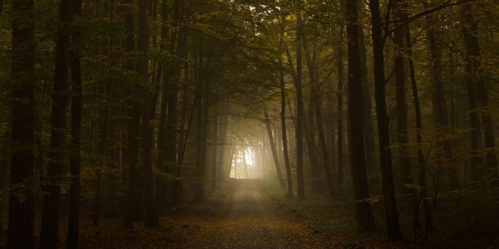 2560x1600 Creepy Forest Backgrounds Group (59+)