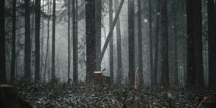 1000x1500 500+ Dark Forest Pictures [HD] | Download Free Images on Unsplash