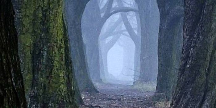 765x1280 Scary Woods Wallpapers