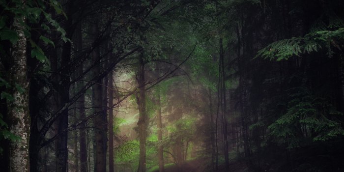 4979x6219 101,226+ Best Free Dark forest Stock Photos & Images · 100% Royalty-Free HD  Downloads