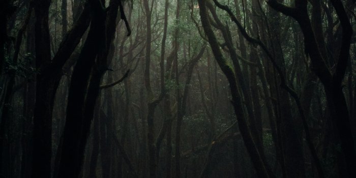 3312x4416 101,226+ Best Free Dark forest Stock Photos & Images · 100% Royalty-Free HD  Downloads